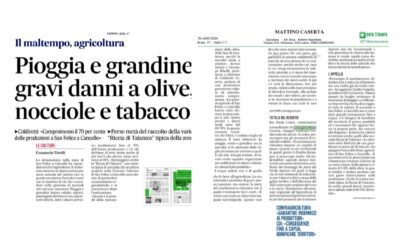 Bombe d’acqua e grandinate nel casertano: danni a nocciole, olive e tabacco