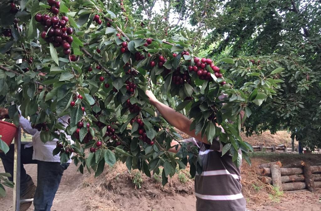 Riconosciuto il Consorzio della Ciliegia di Bracigliano IGP