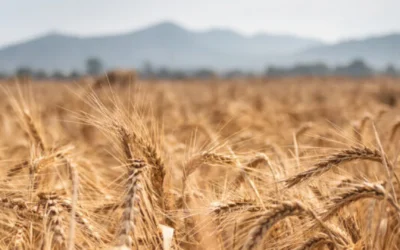 Dal Ministero dell’Agricoltura un concorso di idee per la creazione del marchio “Biologico italiano”