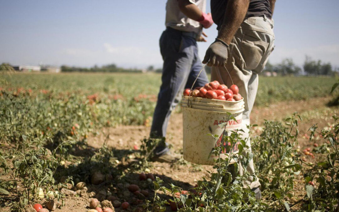 LE PROPOSTE DI CONFAGRICOLTURA PER MIGLIORARE IL DECRETO LEGGE SULL’INGRESSO DEI LAVORATORI STRANIERI IN ITALIA