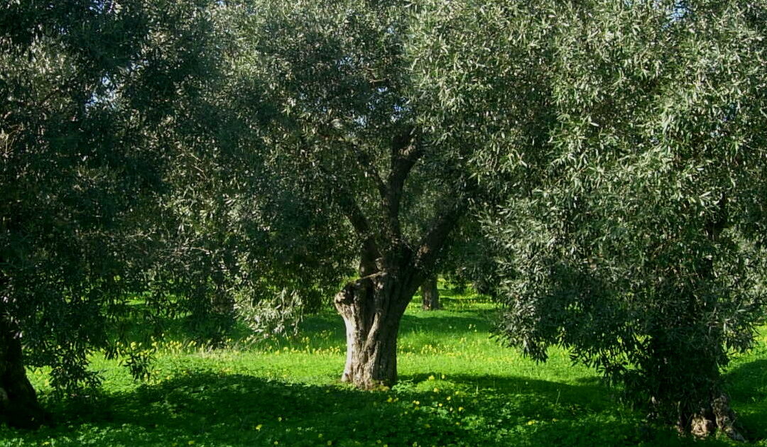 Sezioni Regionali di Prodotto, nominati i presidenti di Allevamenti Bufalini, Frutta in Guscio e Tabacchicoltura