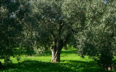 Sezioni Regionali di Prodotto, nominati i presidenti di Allevamenti Bufalini, Frutta in Guscio e Tabacchicoltura