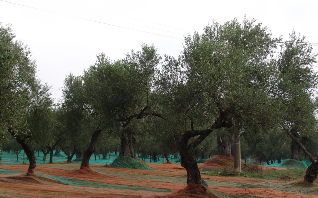 Olivicoltura, Confagricoltura Campania: “Subito un piano per il rilancio del settore”